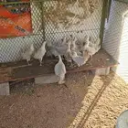 صوص فيومي اللمنيوم