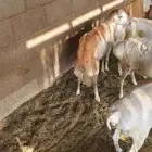 البيع 3 بربر 2 رفيديات