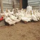 للبيع بط بكيني