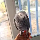 كاسكوا للبيع العمر 5 سنوات والببغاء ماشاء الله نظيف