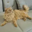 قطه للتبني