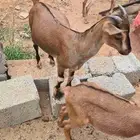 هجين وعل فاخر