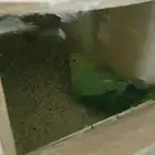 للبيع أنثى درة هندية منتجة حجم طيب