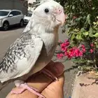 كروان هولندي أليف