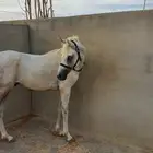 للبيع حصان عربي واهو اصيل