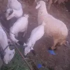 ذبايح للبيع تيوس وطلي