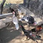 دجاج رومي للبيع في جيزان