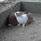 أرنب بلدي للذبح ذكرو