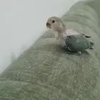 فرخ روز عمر شهر