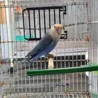 ذكر لونق فذر