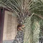 ابوياسين لبيع جميع انواع النخيل البلدي والواشنطن والفسيل