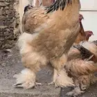 طقم دجاج براهما بوف منتج TOP
