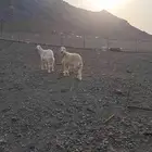 نعاج حريات