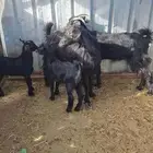 عنزين بعيالها