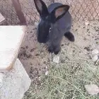 ارانب بلدية