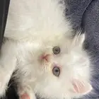 قطه شيرازي أنثا