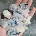 فروخ روز جاهزين للغر