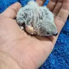 روز غر