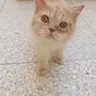 حصلت قط ضائع بالشارع