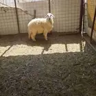 رخل جذعه