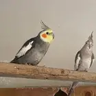 زوج كروان تركيب جديد