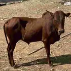 حسيل العمر 11شهر