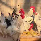 دجاج وديكه كولمبي فرنسي