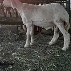 خروف حري مشروع فحل