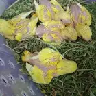 فرخ غر ببغاء اورنج البينو عيون حمر روز محمية عش طائر