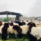 ذبايح نعيمي بلدي بري فل نظاف