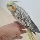 كروان للبيع