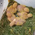 طيور فروخ روز اورنج البينو اوبلاين غر ببغاء