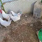 دجاج بشائر اللمنيوم