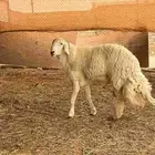 فحل صنف