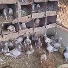 حمام سلفر للبيع