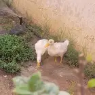 بط بكيني عمر شهر