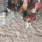 البيع ديوك عدد 5