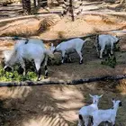 ماعز قزمي للبيع للتواصل واتس