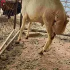 مواشي