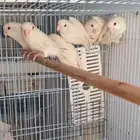 طيور روز البينو طبات شباب انتاج ببغاء
