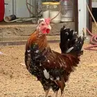 دجاج ماكنتوش بيور