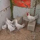 دجاج فيومي اللمنيوم