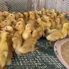 صوص بط بكيني للبيع