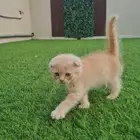 قطط للبيع