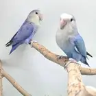 روز لونق فذر