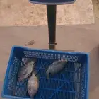سمك بلطي 3 حبات بالكيلو
