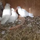 حمام صنعاني