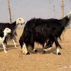شياه رغايث نجد خصم تحتها طليان