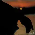 مشوار من الدوادمي لدخنه