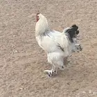 للبيع برهما ديوك